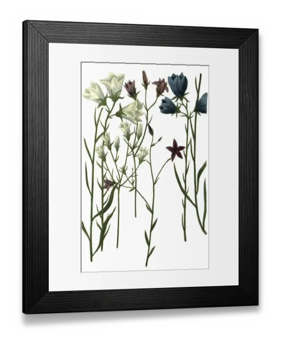 Framed Print : Various bellflowers (Campanula) nemorosa Framed Print : Various bellflowers (Campanula) nemorosa