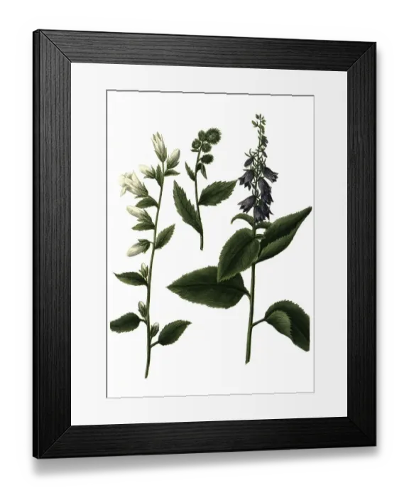 Framed Print : Various bellflowers (Campanula) urticae