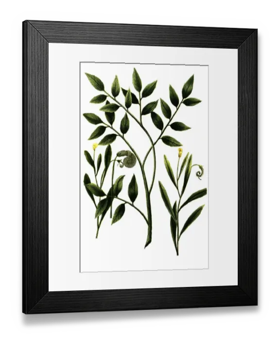 Framed Print : Caterpillar weed, Spiny scorpion-tail