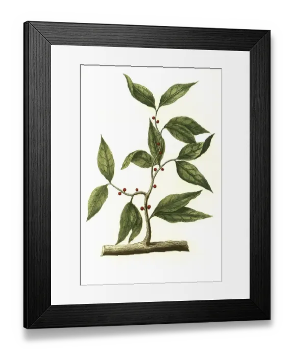 Framed Print : Cinnamon, cinnamon bush, canella
