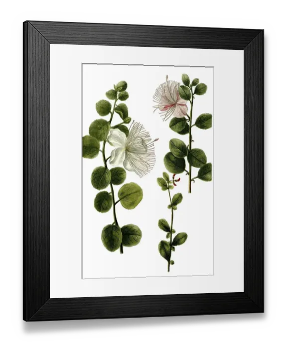 Framed Print : Caper bush (Capparis spinosa), Historic