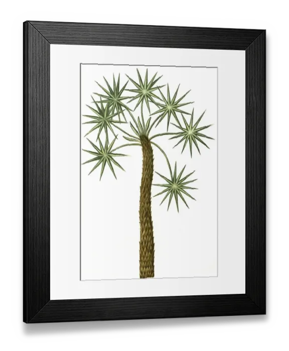 Framed Print : Caranna, caragne, caran, palm, Historic Framed Print : Caranna, caragne, caran, palm, Historic