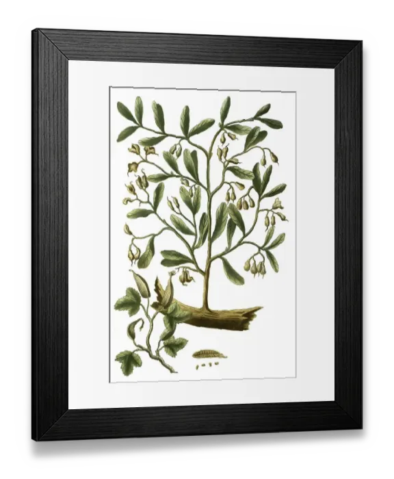 Framed Print : Green cardamom (Elettaria cardamomum)