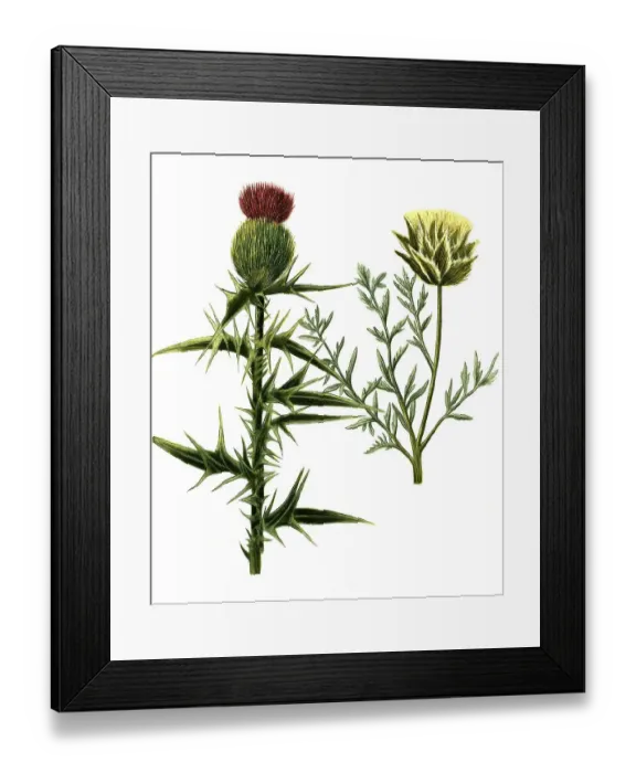 Framed Print : Carduus lanceolatus, Cardus monte lupi