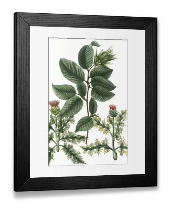 Framed Print : Carlina minor, minor foliis pictis