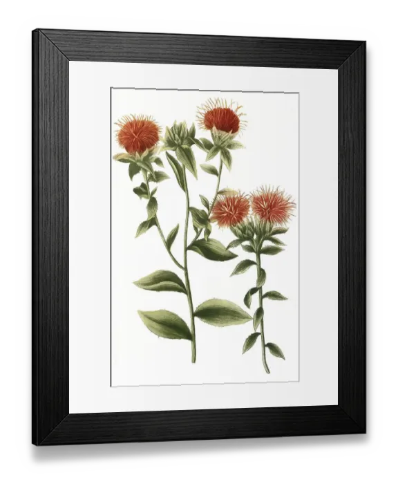 Framed Print : Carthamus sativus safflor, angistiore folio Framed Print : Carthamus sativus safflor, angistiore folio