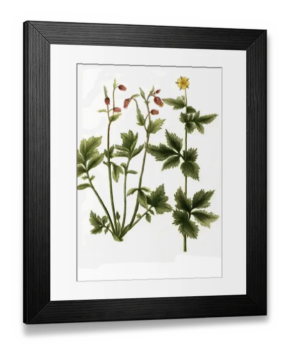 Framed Print : Caryophillata aquatica nutante flore purpureo Bach-Nelkenwurz (Geum rivale)