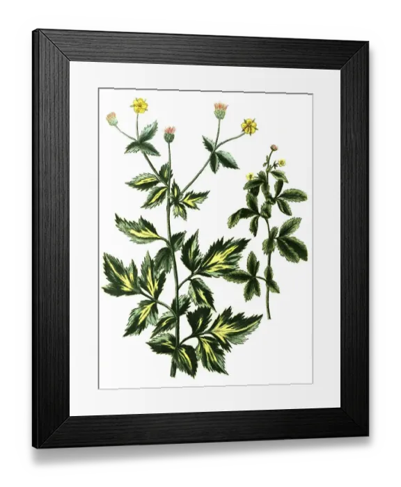 Framed Print : Caryophillata alpina, vulgaris