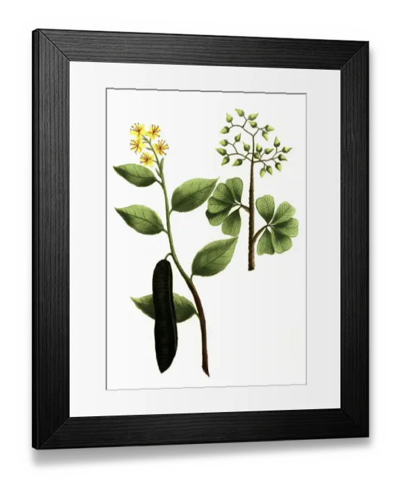 Framed Print : Cassia fistula, tubular cassia or tubular cassia and Cassia lignea