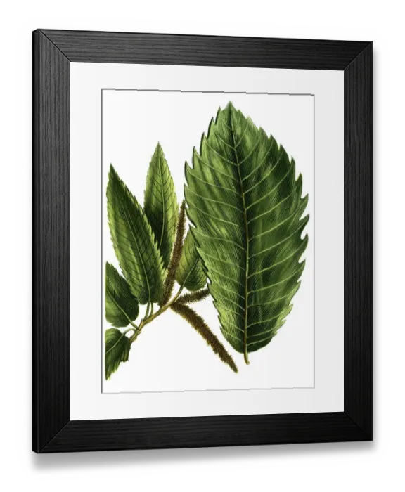 Framed Print : Sweet Chestnut (Castanea sativa) or Sweet Chestnut and Castanea vulgaris Framed Print : Sweet Chestnut (Castanea sativa) or Sweet Chestnut and Castanea vulgaris