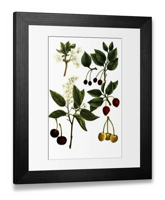 Framed Print : Various varieties of cherries, sweet cherries