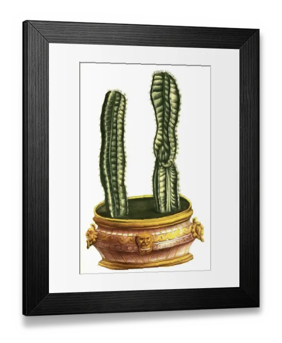 Framed Print : Rhipsalis baccifera (Cereus quadrangularis) Framed Print : Rhipsalis baccifera (Cereus quadrangularis)
