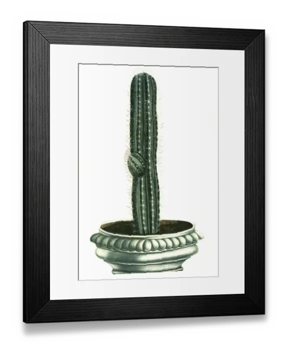 Framed Print : Cactus erectus, a genus of plant in the cactus family (Cereus) Framed Print : Cactus erectus, a genus of plant in the cactus family (Cereus)