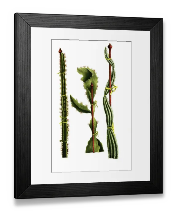 Framed Print : Scandens minor, Cereus scandens medius Framed Print : Scandens minor, Cereus scandens medius