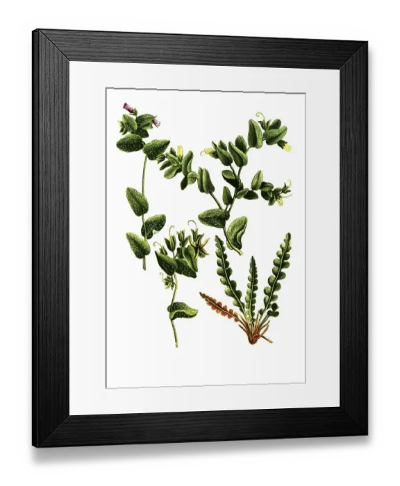 Framed Print : Humilior, Cerinthe maculata