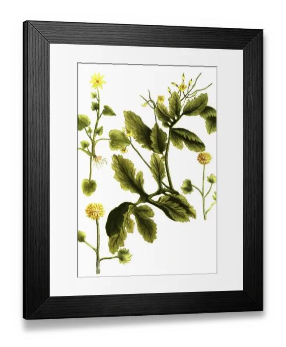 Framed Print : Celandine, Chelidonium mayus, minus