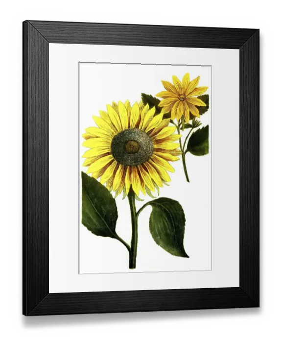 Framed Print : Chrysanthemum indicum, autumn chrysanthemum
