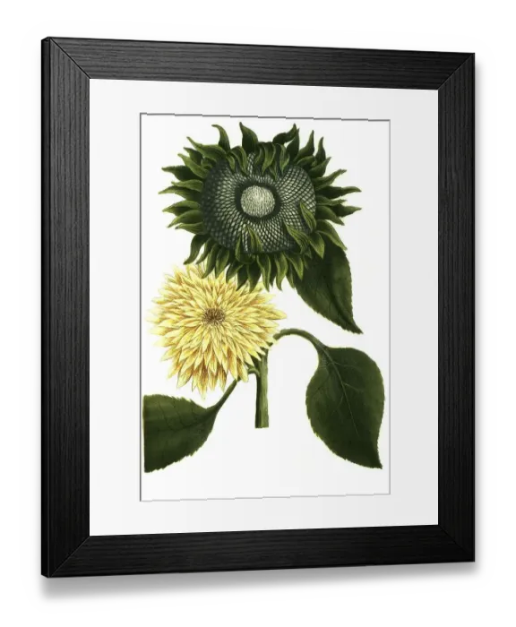 Framed Print : Chrysanthemum peruvianum, Sunflower (Helianthus annuus)