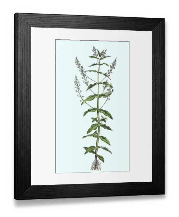 Framed Print : Blue Water Speedwell, Veronica anagallis-aquatica Framed Print : Blue Water Speedwell, Veronica anagallis-aquatica