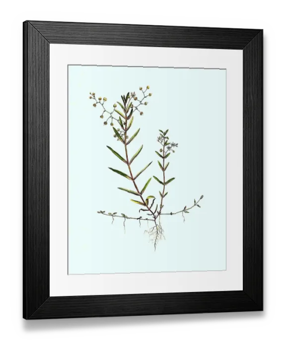Framed Print : Shield Speedwell, Veronica scutellata