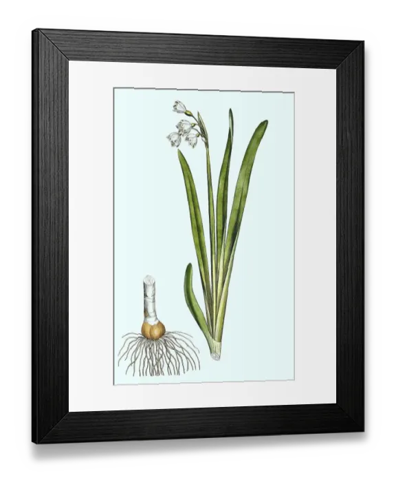 Framed Print : Summer knotweed, also late flowering knotweed (Leucojum aestivum)