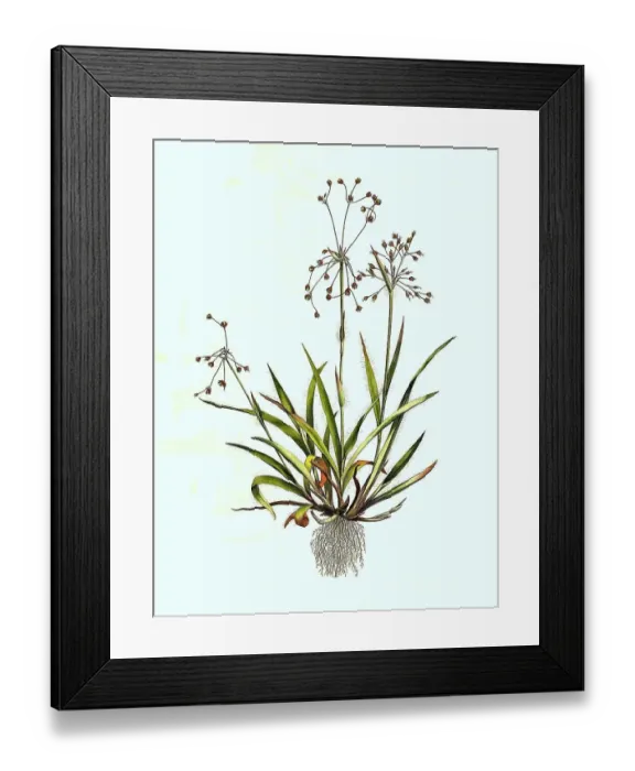 Framed Print : Hairy wood-rush (Luzula pilosa) or hairy marbel
