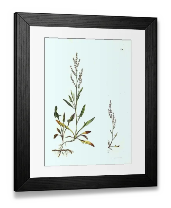 Framed Print : Small sorrel, Rumex acetosella