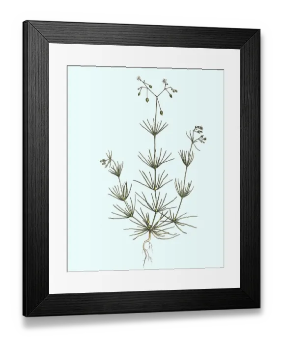 Framed Print : Acker-Spark, Spergula arvensis