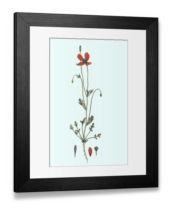 Framed Print : Prickly poppy (Papaver argemone)