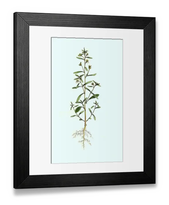 Framed Print : Lesser toadflax, Chaenorhinum minus Framed Print : Lesser toadflax, Chaenorhinum minus