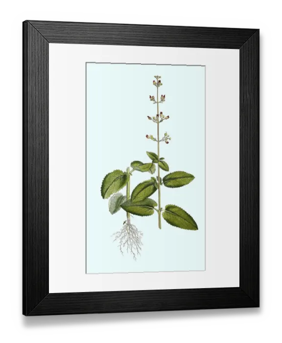 Framed Print : Scrophularia aquatica, Water Brownroot