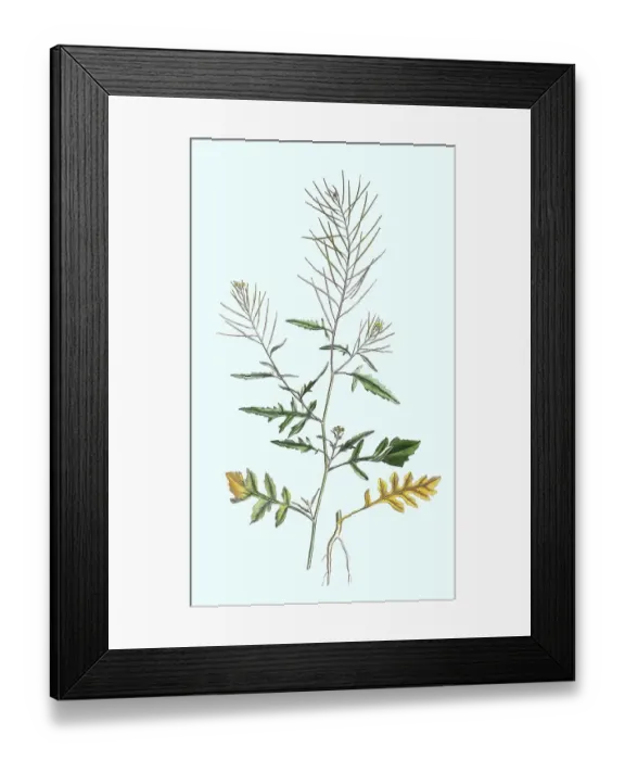 Framed Print : Sisymbrium irio, also known as the London rocket