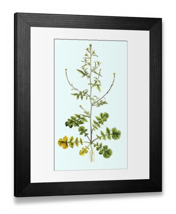 Framed Print : Rocket, Sisymbrium officinale, also known as Common Rocket Framed Print : Rocket, Sisymbrium officinale, also known as Common Rocket