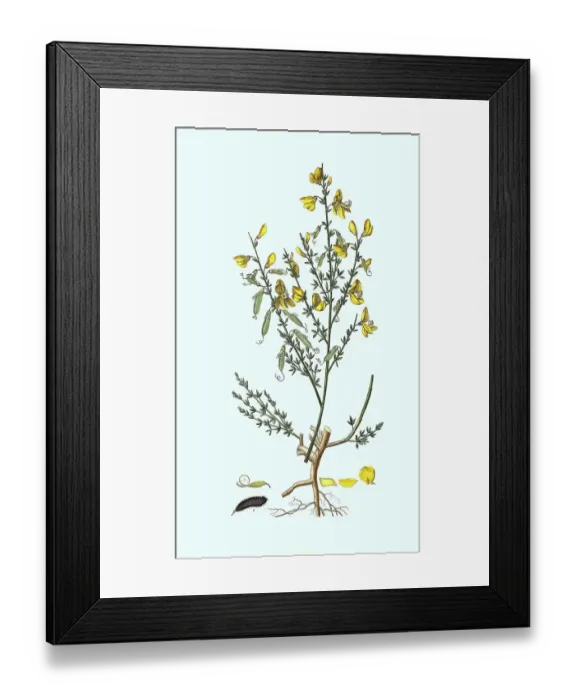 Framed Print : Broom, Cytisus scoparius, more precisely common broom Framed Print : Broom, Cytisus scoparius, more precisely common broom