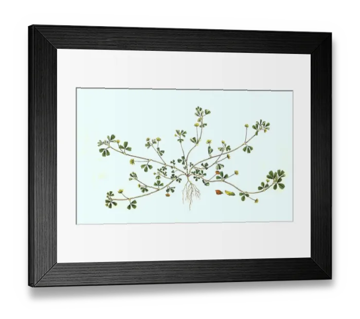 Framed Print : Gold clover (Trifolium) aureum Framed Print : Gold clover (Trifolium) aureum