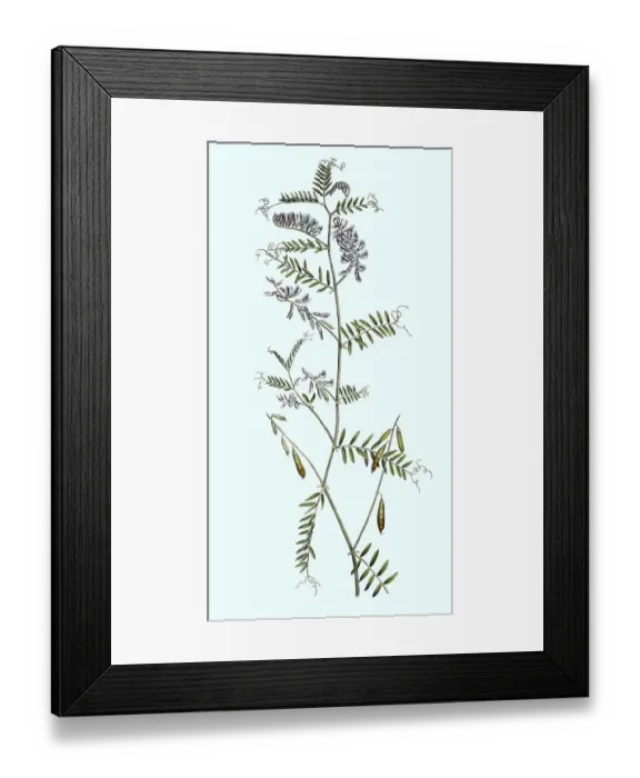 Framed Print : Tufted vetch (Vicia cracca), Historic