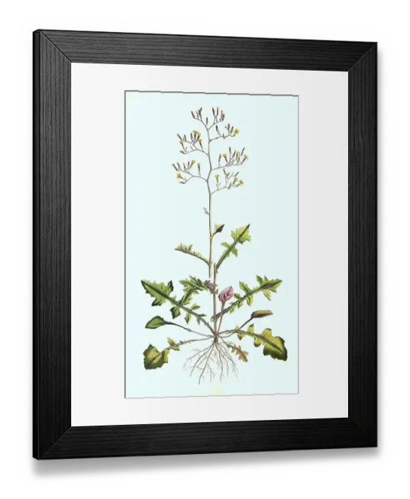 Framed Print : Wall lettuce, Mycelis muralis, Syn Lactua muralis