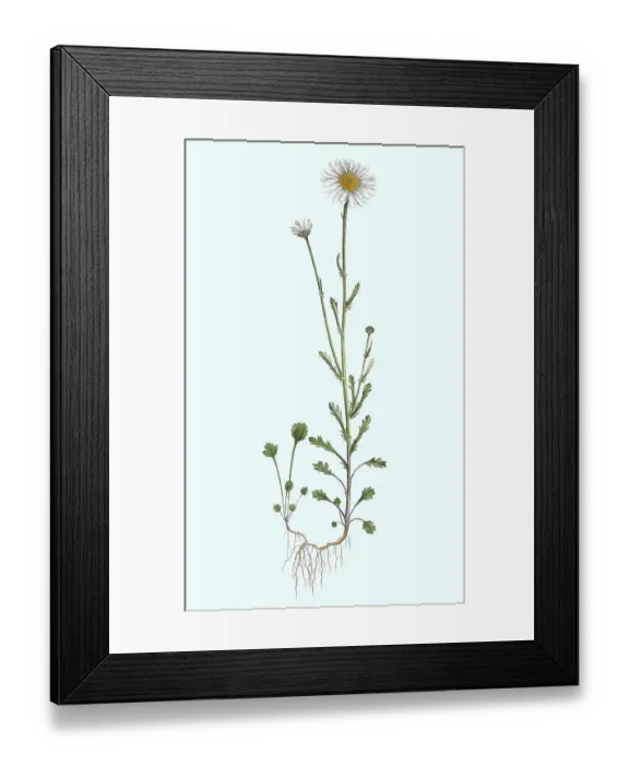 Framed Print : Meadow marguerite (Leucanthemum) (Chrysanthemum leucanthemum) vulgare