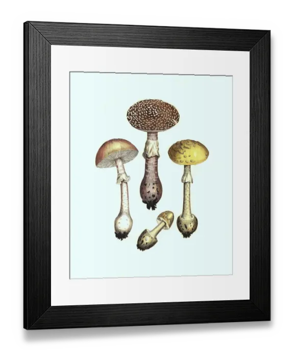 Framed Print : Pearl mushroom (Amanita rubescens) Framed Print : Pearl mushroom (Amanita rubescens)