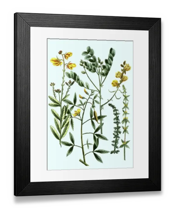 Framed Print : Crotalaria, plant genus of the legume family
