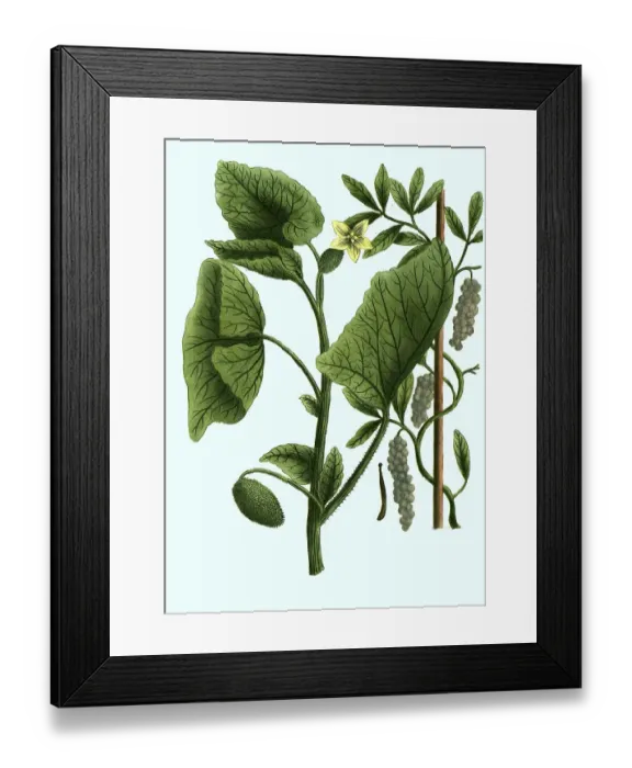 Framed Print : Cubeba, Cubeb pepper, Piper cubeba