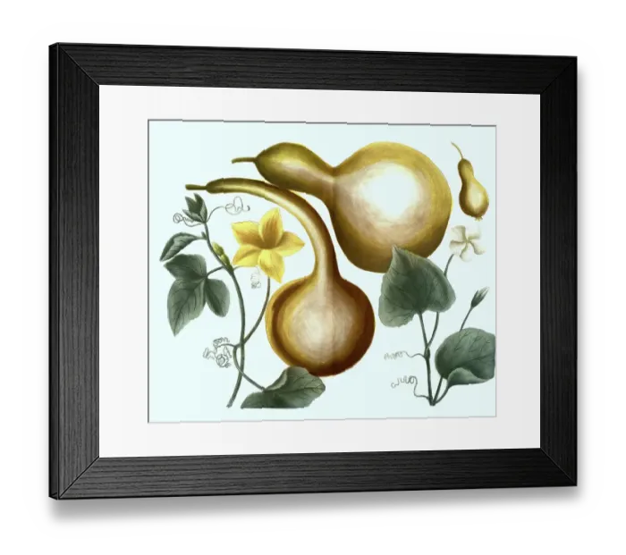 Framed Print : Calabash (Lagenaria siceraria) and calabash Framed Print : Calabash (Lagenaria siceraria) and calabash