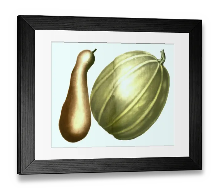 Framed Print : Maximo, longa, variants of the pumpkin (Cucurbita) Framed Print : Maximo, longa, variants of the pumpkin (Cucurbita)