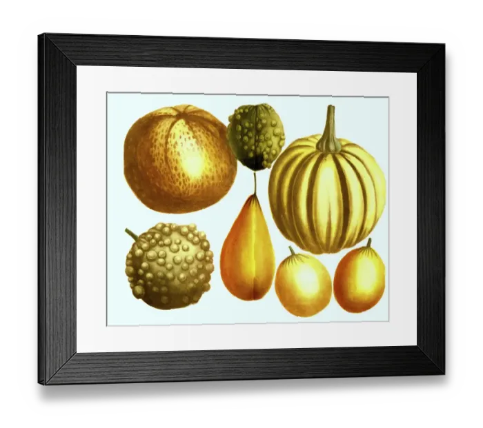Framed Print : Various pumpkins (Cucurbita), variants of the cucurbits Framed Print : Various pumpkins (Cucurbita), variants of the cucurbits