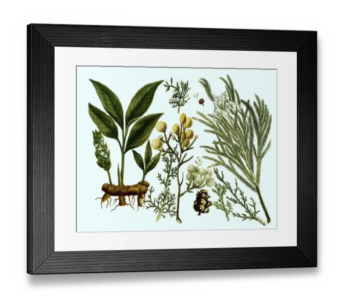 Framed Print : Various plants of the cypress (Cupressus) family Cupressaceae foemina Framed Print : Various plants of the cypress (Cupressus) family Cupressaceae foemina