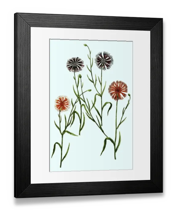Framed Print : Cyanus hortensis, cornflower (Centaurea cyanus)