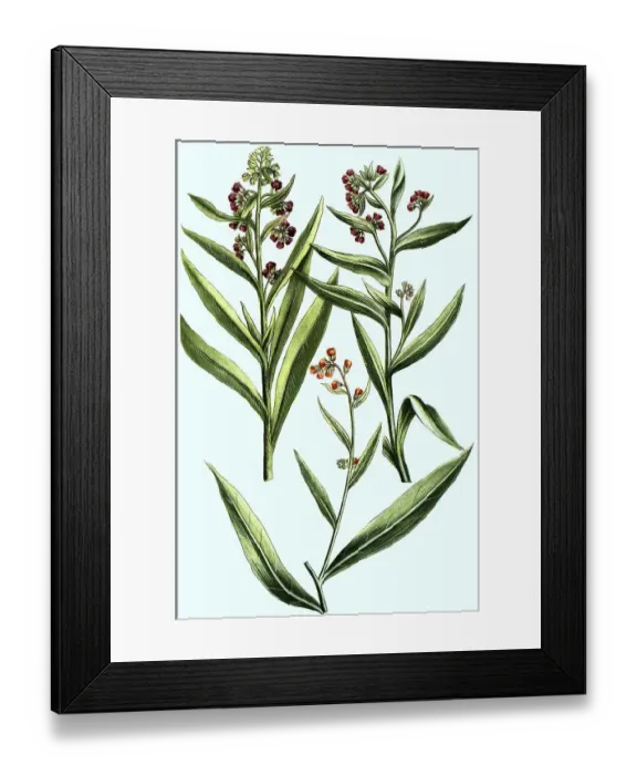 Framed Print : Various dogtooths, Cynoglossum
