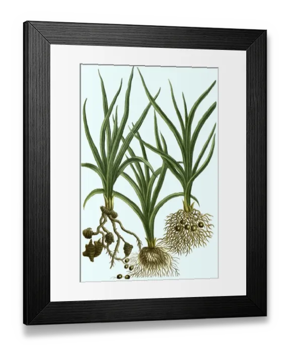 Framed Print : Various species of the plant genus Cyperus