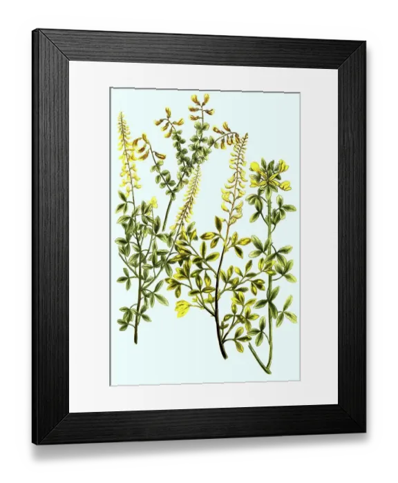 Framed Print : Cytisus glaber, species of kidney vetch Framed Print : Cytisus glaber, species of kidney vetch