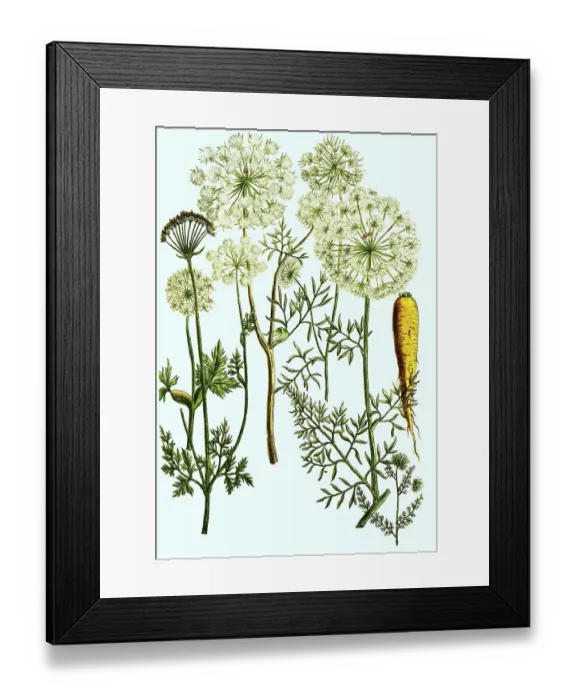 Framed Print : Carrots, Daucus, a plant genus within the umbellifer (Apiaceae) family
